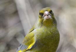 Image of European greenfinch