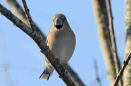 Image of Coccothraustes Brisson 1760