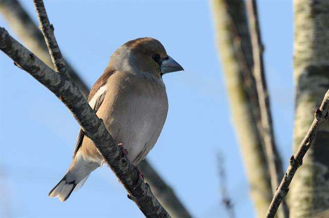 Image of Coccothraustes Brisson 1760