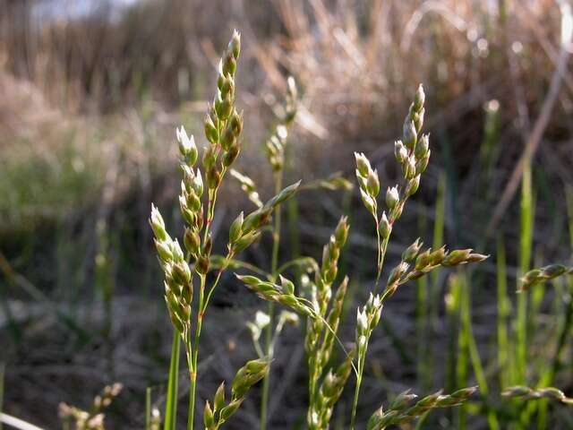 Image of Vernal Grasses