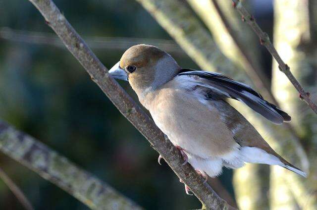 Image of Coccothraustes Brisson 1760