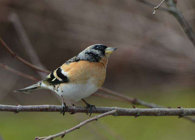 Image of Fringilla Linnaeus 1758