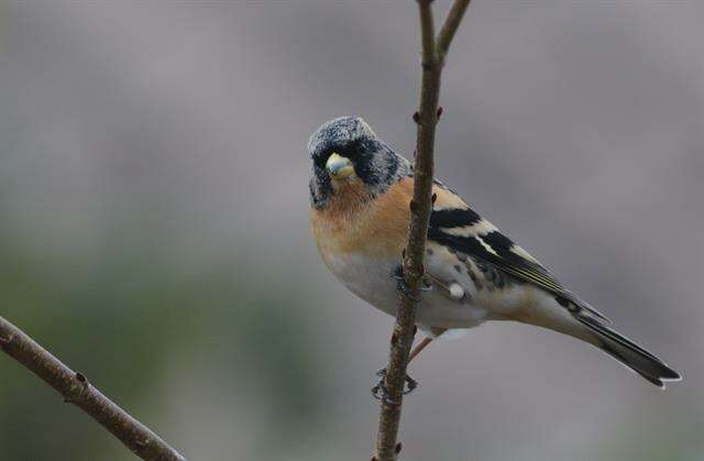 Image of Fringilla Linnaeus 1758