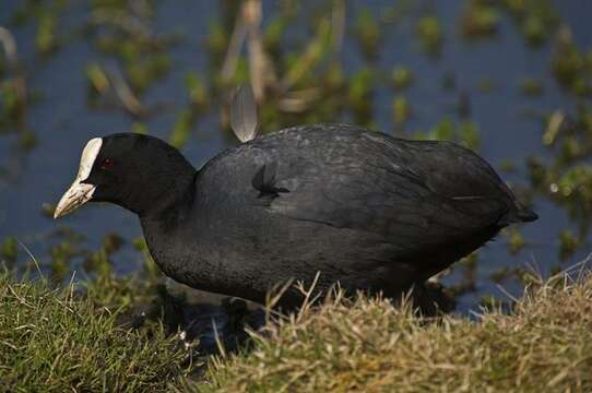 Imagem de Fulica Linnaeus 1758