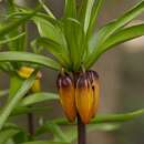 Imagem de Fritillaria imperialis L.