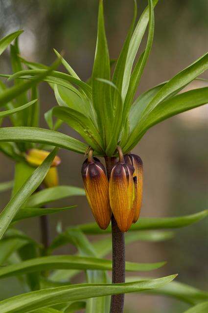 Image of fritillaries