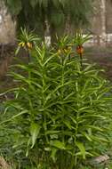 Image of fritillaries