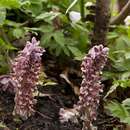 Image of common toothwort