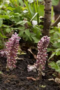 Image of Toothwort