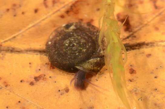 Image of unclassified Gastropoda