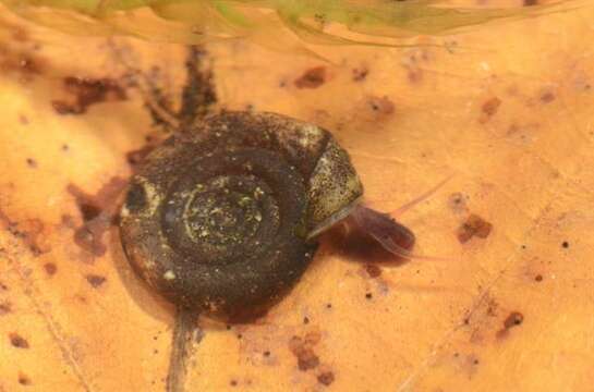 unclassified Gastropoda resmi