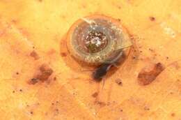 unclassified Gastropoda resmi