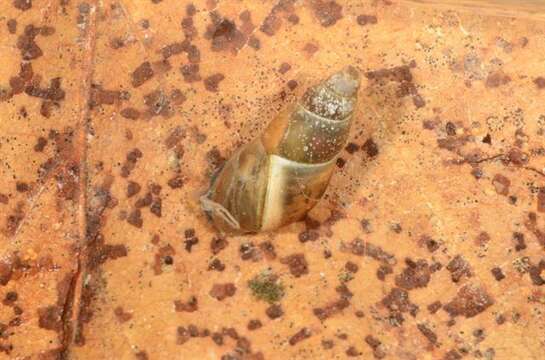 Image of unclassified Gastropoda