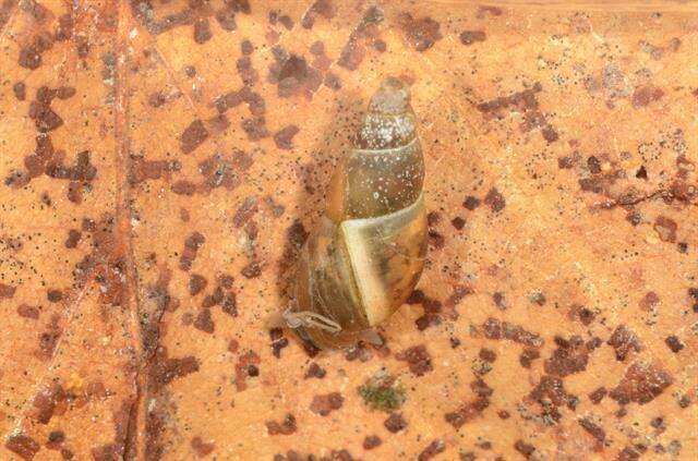 Image of unclassified Gastropoda