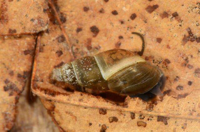 Image of unclassified Gastropoda