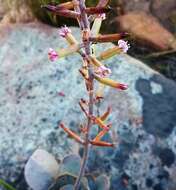 Image of Adromischus hemisphaericus (L.) Lem.