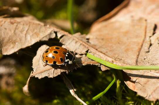 صورة <i>Anatis ocellata</i>