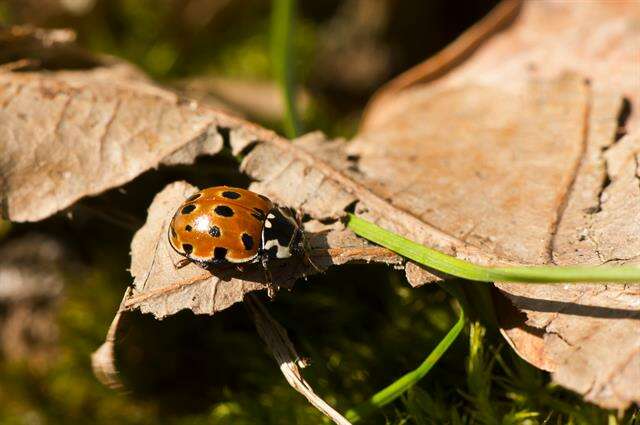 Image of <i>Anatis ocellata</i>