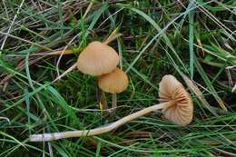 Image of Galerina