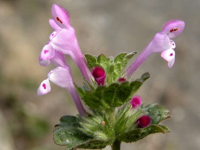 Image of deadnettle