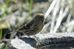 Image of <i>Carduelis cabaret</i>
