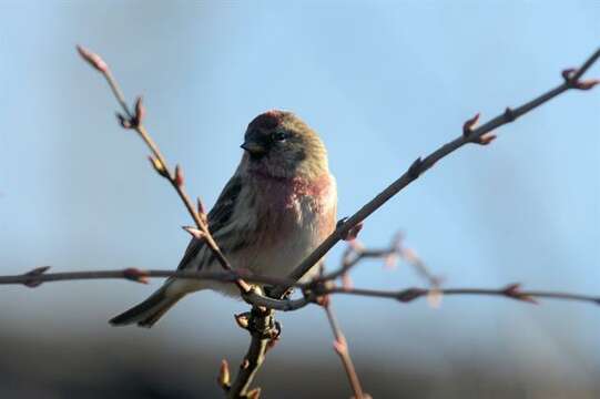 Image of <i>Carduelis cabaret</i>