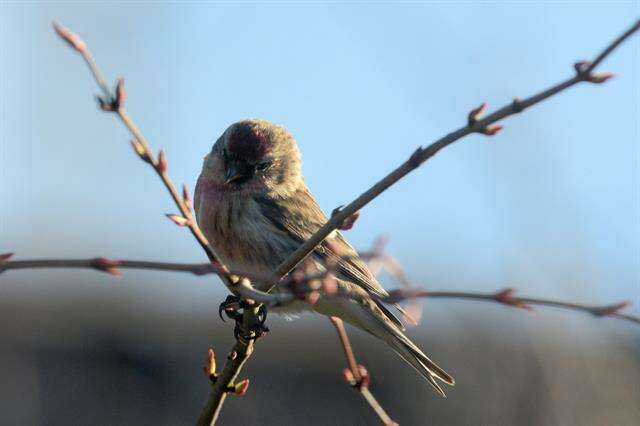 Image of <i>Carduelis cabaret</i>