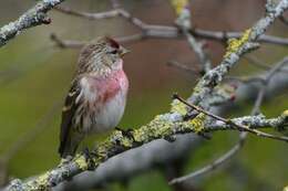Image of <i>Carduelis cabaret</i>