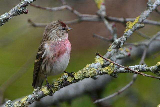Image of <i>Carduelis cabaret</i>