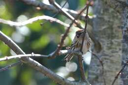 Image of <i>Carduelis cabaret</i>