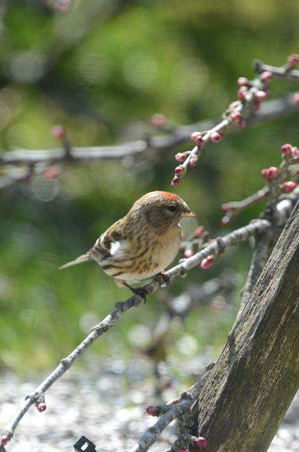 Image of <i>Carduelis cabaret</i>