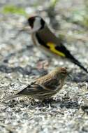 Image of <i>Carduelis cabaret</i>