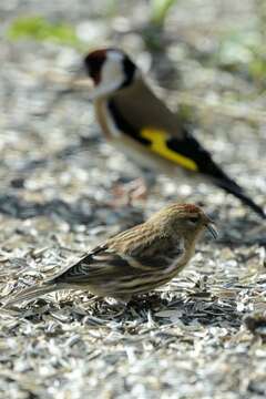 Image of <i>Carduelis cabaret</i>