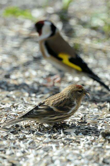 Image of <i>Carduelis cabaret</i>