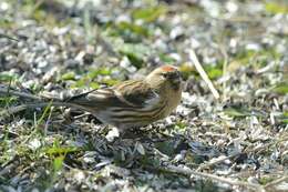 Image of <i>Carduelis cabaret</i>
