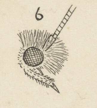 Image of Erechthias externella (Walker 1864)