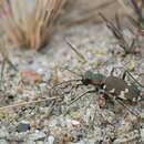 Image of Northern dune tiger beetle