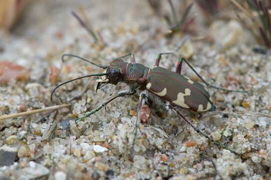 Image of tiger beetles