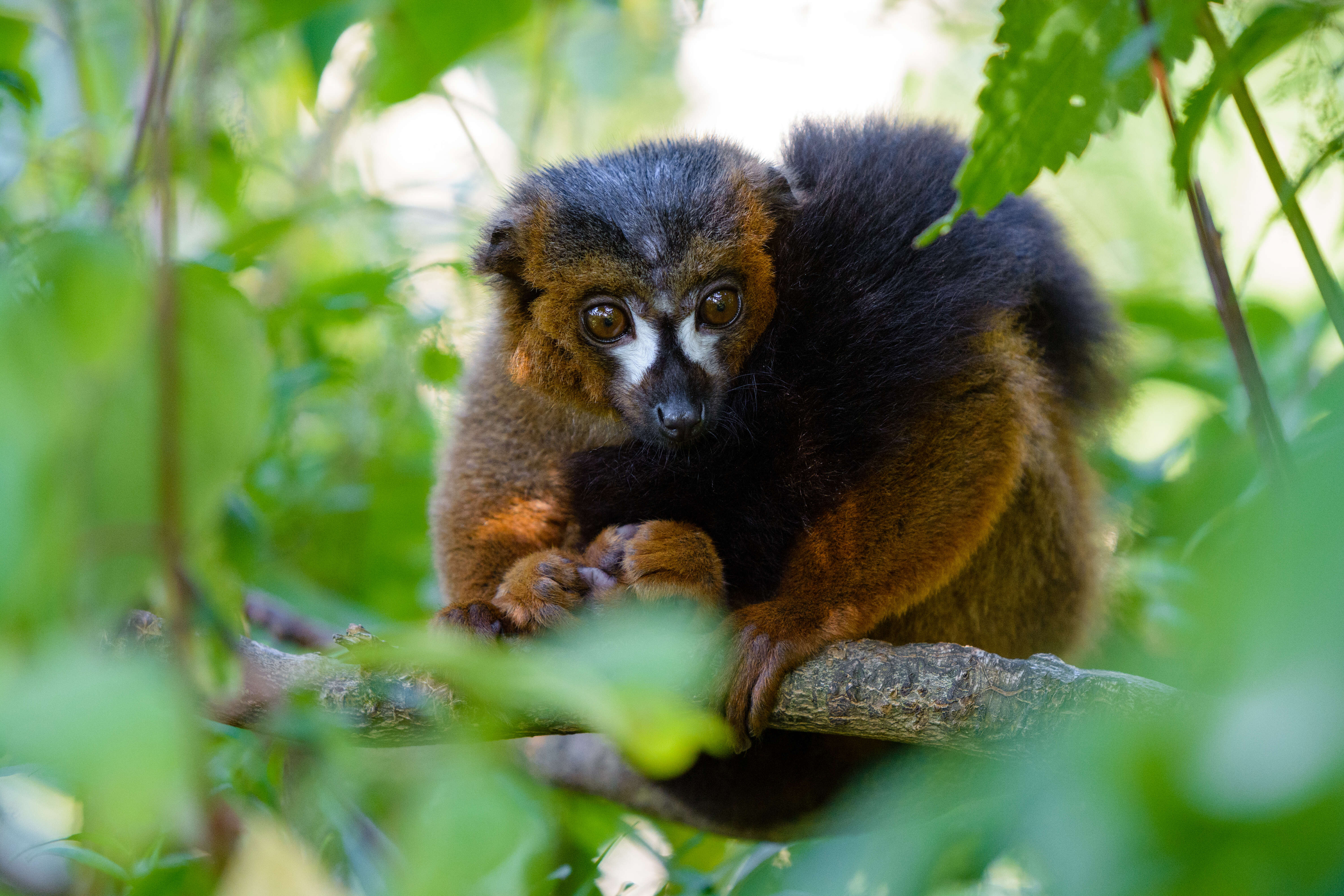 Image of Red-bellied Lemur