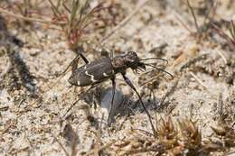 Image of Heath tiger beetle