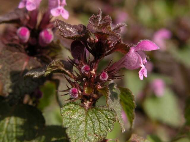 Image of purple deadnettle