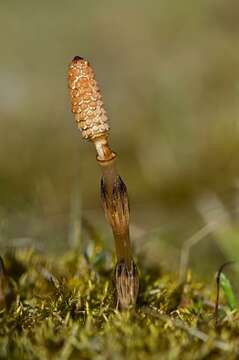 Image of <i>Equisetum arvense</i>