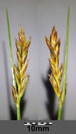 Image of Flat-sedge