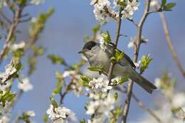 Image of Typical warblers