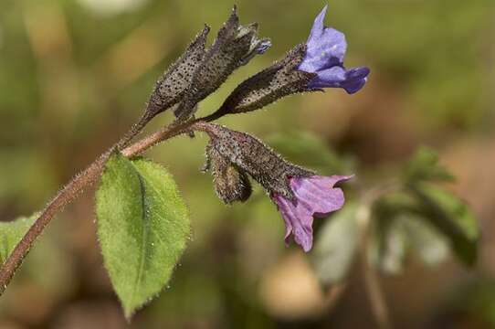 Image of Pulmonaria obscura Dumort.