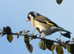 Imagem de Carduelis Brisson 1760