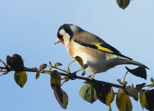 Image of Carduelis Brisson 1760