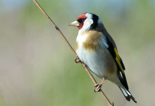 Image of Carduelis Brisson 1760