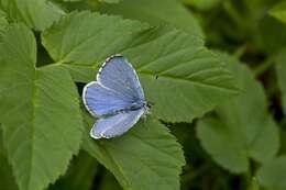 Imagem de Celastrina