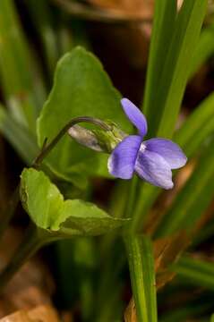 Image of violet